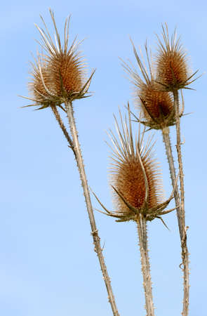 Dry prickly weed. A grass having sharp dry thorns