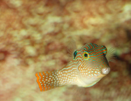 Exotic fish. The sea wild world of the tropical seasの写真素材