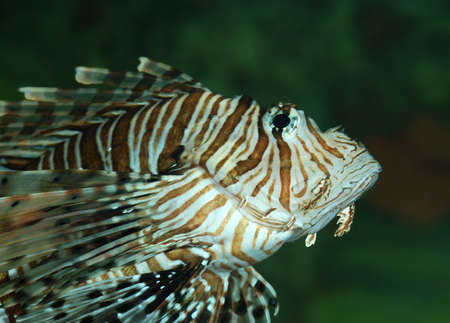Exotic fish. The sea wild world of the tropical seas