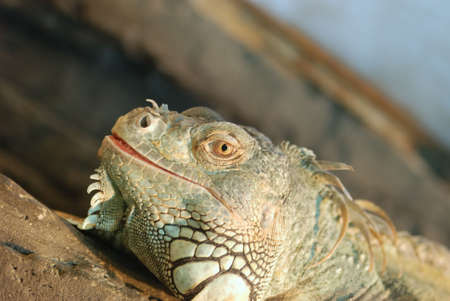 The lizard. Wild animals. An aquarium - wild animalsの写真素材