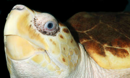 Turtle. A underwater life of the tropical seas