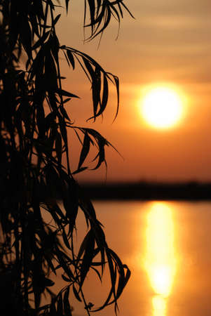 Sunset above water. Growing trees on coast in the form of silhouettesの写真素材