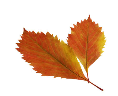 Two autumn leaf. It is isolated on a white background.