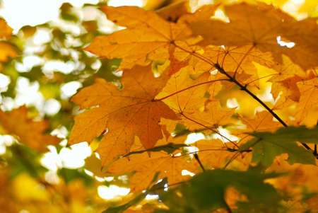 Autumn leaves. A tree a maple - yellow leaves