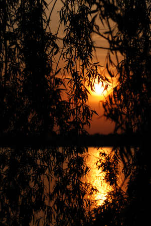 Sunset above water. Growing trees on coast in the form of silhouettesの写真素材