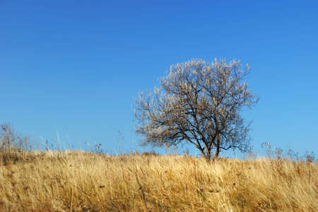 Tree on a meadow. A dry autumn grass and a lonely treeの写真素材
