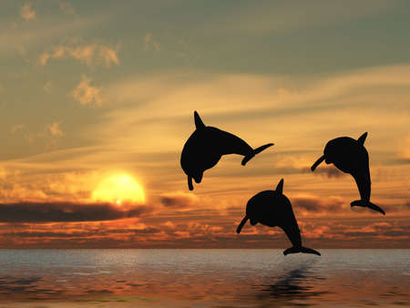 Three dolphins floating at ocean for red sunsetの写真素材