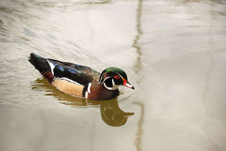 Drake. A duck with bright plumage in a reservoirの写真素材