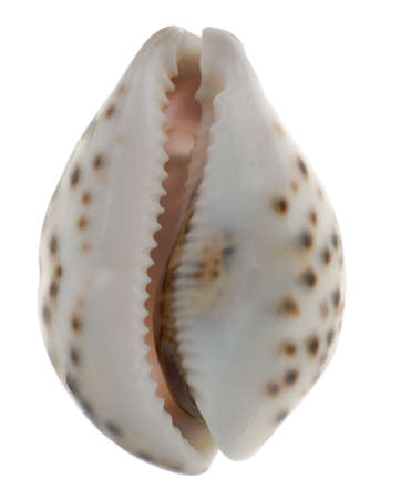 Cockleshell isolated.Kind of protection of a body of vertebrate animals の写真素材
