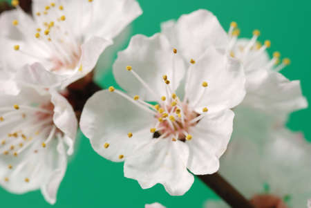 Blossoming branch of a tree. A fruit tree - an apricot, blooming in the early springの写真素材