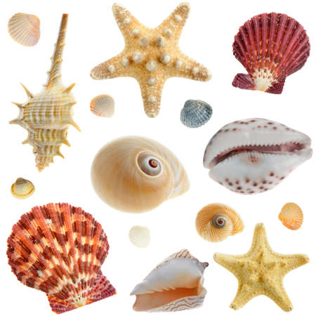 Set of sea cockleshells. It is isolated on a white background