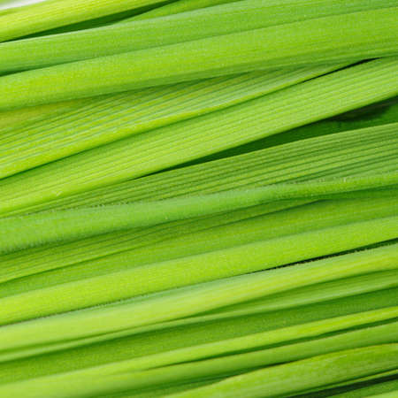 Grass a background. Fresh green vegetation close upの写真素材