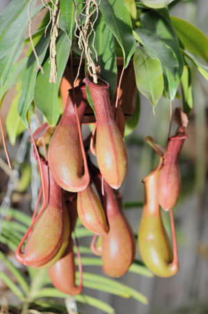 Nepenthes. A sort of insectivorous plants of family Nepenthesの写真素材
