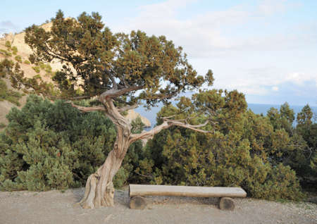 Junipers are coniferous plants in the genus Juniperus of the cypress family Cupressaceae.の写真素材