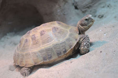 turtle.reptile with a hard shell around the trunk of the bodyの写真素材