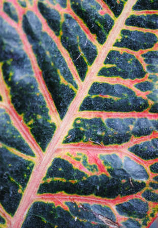 Abstract texture leaf. The Crimean peninsula, Ukraine