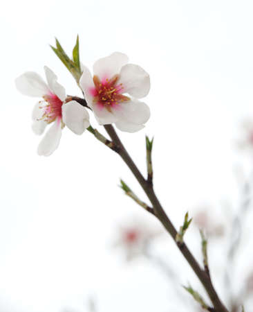Flowers on a branch. Flowering of a tree by white colorsの写真素材
