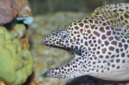 Muraena helena. The large sea fish widespread in tropical and subtropical waters of all oceansの写真素材