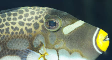 Tropical fish - Clown Triggerfish. The colourful underwater world of the warm seas