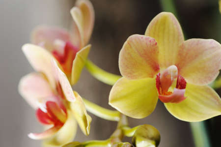 Orchid yellow. A flower growing in a tropical climateの写真素材