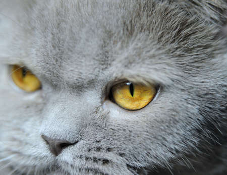 Eyes of a cat. A photo close up an eye of a cat. Breed - British short-hairedの写真素材