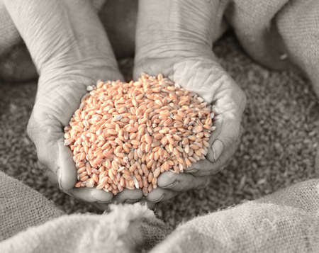 Wheat and hands of the old farmer. Harvestingの写真素材