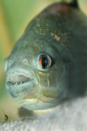 piranha.predatory fish found in South America that attacks other fish animals and occasionally humansの写真素材