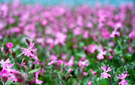 Flowers on field. A field with spring blossoming flowersの写真素材