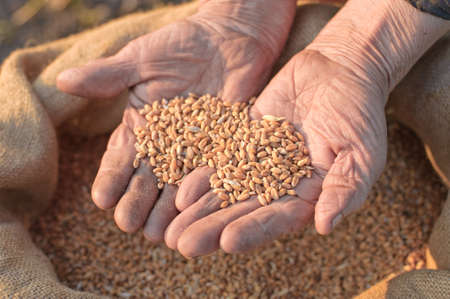 Wheat and hands of the old farmer. Harvestingの写真素材