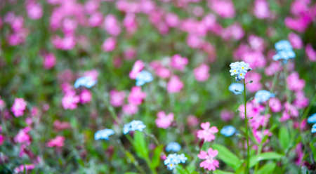 Flowers on field. A field with spring blossoming flowersの写真素材