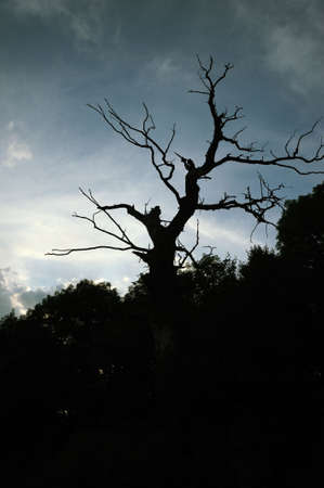 Dry tree. A night on a background of the effective skyの写真素材