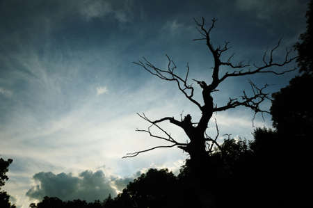 Dry tree. A night photo on a background of the effective skyの写真素材