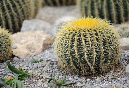 cactusの写真素材