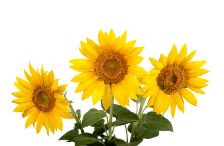 sunflowers isolated.tall plant with a large yellow-petalled flower that produces edible seedsの写真素材
