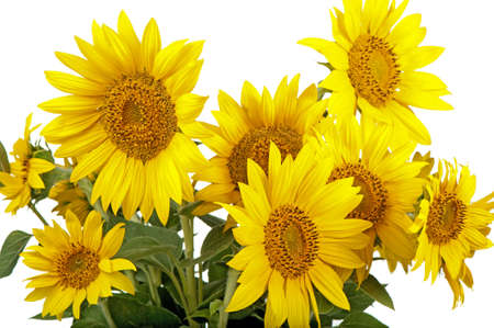 sunflowers isolated.tall plant with a large yellow-petalled flower that produces edible seedsの写真素材