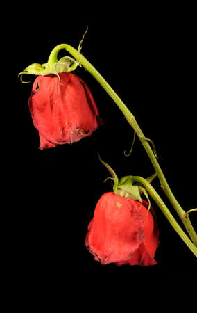 Dry rose. To wither flowers on a black backgroundの写真素材