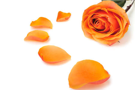 Rose with petals. It is isolated on a white backgroundの写真素材