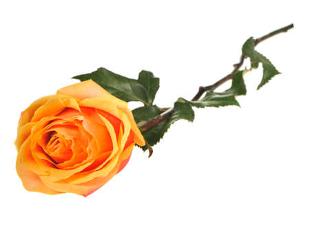 Rose isolated on a white background.の写真素材
