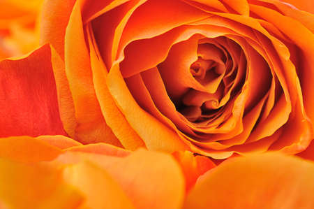Rose background. The detailed image of a blossoming flowerの写真素材
