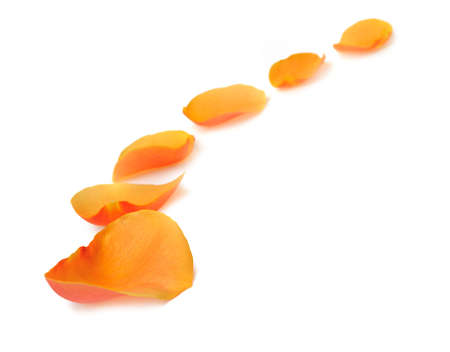 Petals of roses in a row. It is isolated on a white backgroundの写真素材