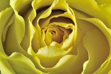 Rose background. The detailed image of a blossoming flowerの写真素材