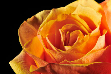 Rose on a black background. The detailed picture of a blossoming flowerの写真素材