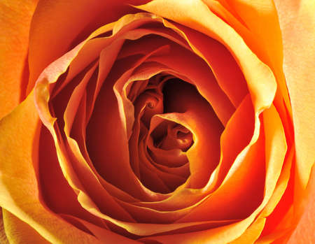 Rose background. The detailed image of a blossoming flowerの写真素材