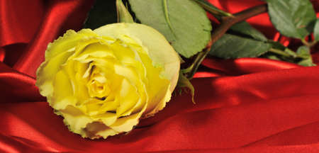 Rose on red silk. The detailed photo of a blossoming flowerの写真素材