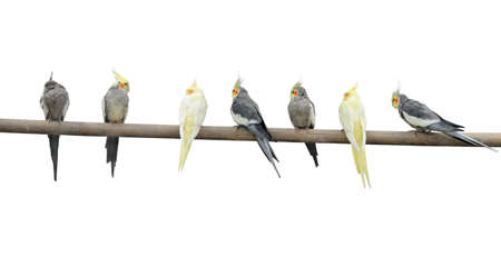 Color parrots on a pole. It is isolated on a white backgroundの写真素材