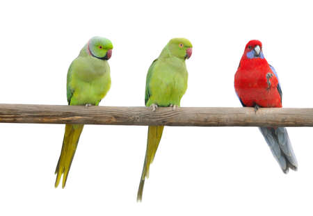Color parrots on a pole. It is isolated on a white backgroundの写真素材