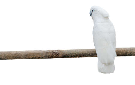 White parrots on a pole. It is isolated on a white backgroundの写真素材