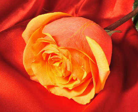 Rose on red silk. The detailed photo of a blossoming flowerの写真素材
