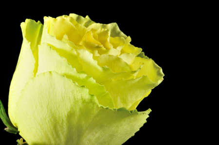 Rose on a black background. The detailed picture of a blossoming flowerの写真素材