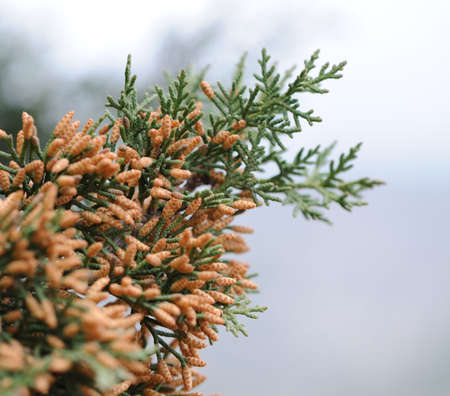 Cypress. A sort of evergreen trees and bushes of family Cypressの写真素材